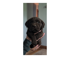 AKC chocolate English lab pups