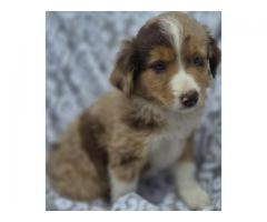 Mini australian shepherds