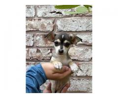 Chihuahua Terrier Puppies