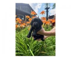 Labrador Retriever Pups -$1500