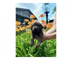 Labrador Retriever Pups -$1500