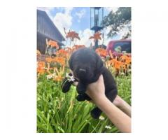 Labrador Retriever Pups -$1500