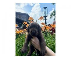 Labrador Retriever Pups -$1500