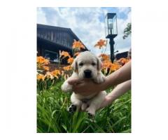 Labrador Retriever Pups -$1500