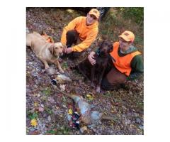 Labrador Retriever Pups -$1500