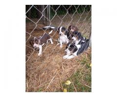Beagle Puppies Ready