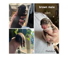 chocolate tri color chihuahua puppy