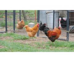 Chickens