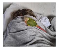 Pets for rehoming