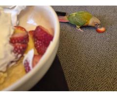 Pets for rehoming