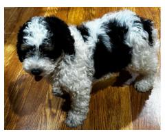Mini berniedoodle boy