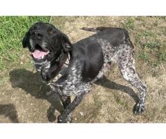 Free 1 gsp male n 1 gsp/ black lab female