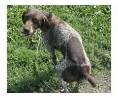 Free 1 gsp male n 1 gsp/ black lab female