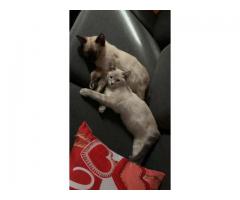 2 kittens