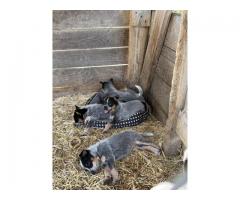 Blue heelers