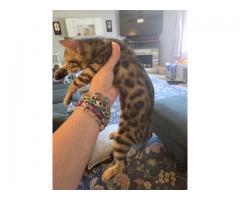 Savannah/Bengal kitten