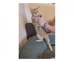 Bengal cat