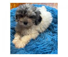 Yorkipoo puppies