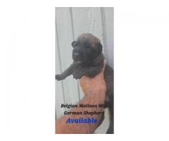 Belgian Malinois/German Shepherd Pups