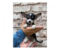 Chihuahua Puppies