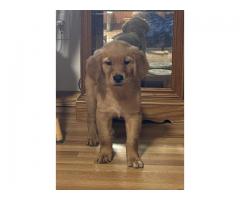Golden Retriever puppies