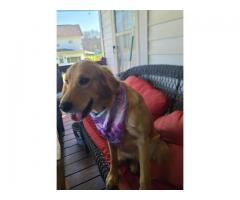 Female golden retriever