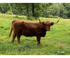 For Sale: 3 Standard Highland Brood Cows