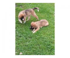 Saint bernard husky mix puppies