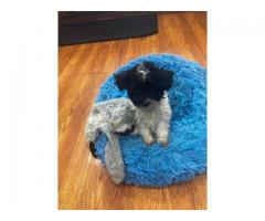 Bichapoo puppies