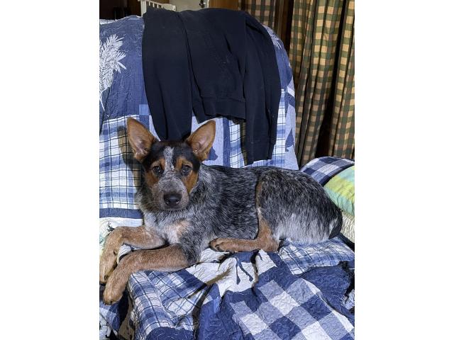 Image 1 / 1