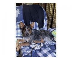 Heelers Australian cattle dog