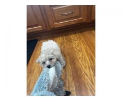 Bichapoo puppies