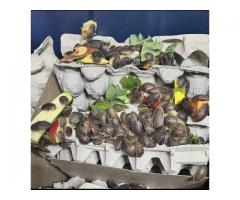 Feeders for Reptiles/Birds/Fishing