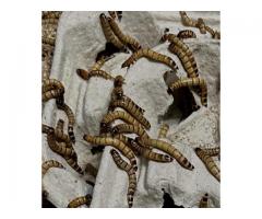 Feeders for Reptiles/Birds/Fishing