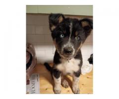 Australian Border Collie/mix