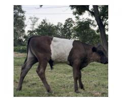 Steer