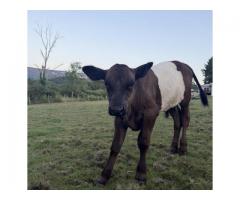 Steer