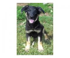 AKC German Shepherd Puppies