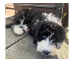 Sheepadoodle puppy for sale