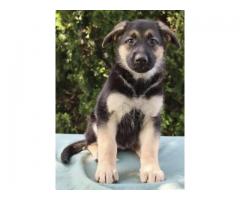 Registered female german shepherd puppy