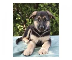 Registered female german shepherd puppy