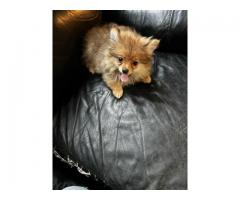 Pomeranian puppies
