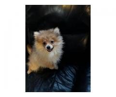 Pomeranian puppies