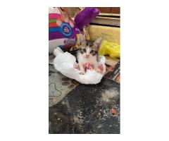 Kittens!