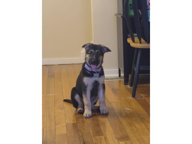 Image 1 / 1