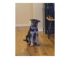 German Shepherd Puppy