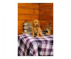 Golden Retriever Puppies