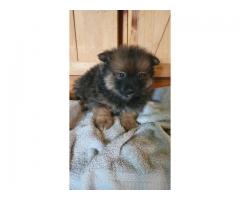 Pomeranian puppy male