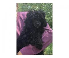 Poodle pups