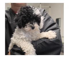Poodle pups